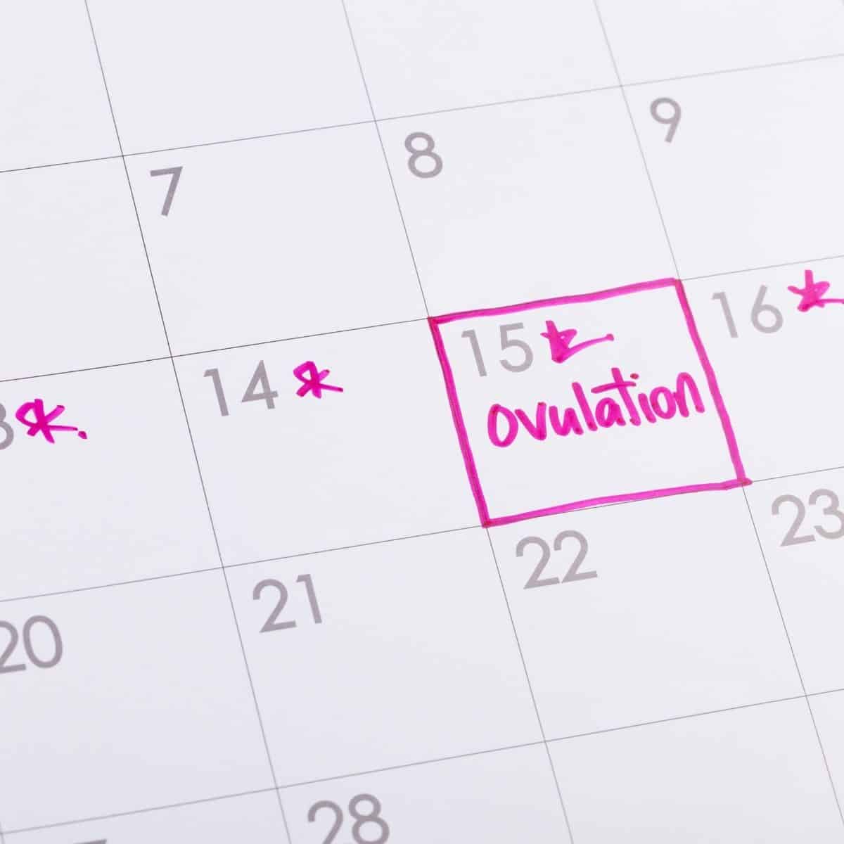 ovulation written in pink marker on the 15th of the month on a calendar