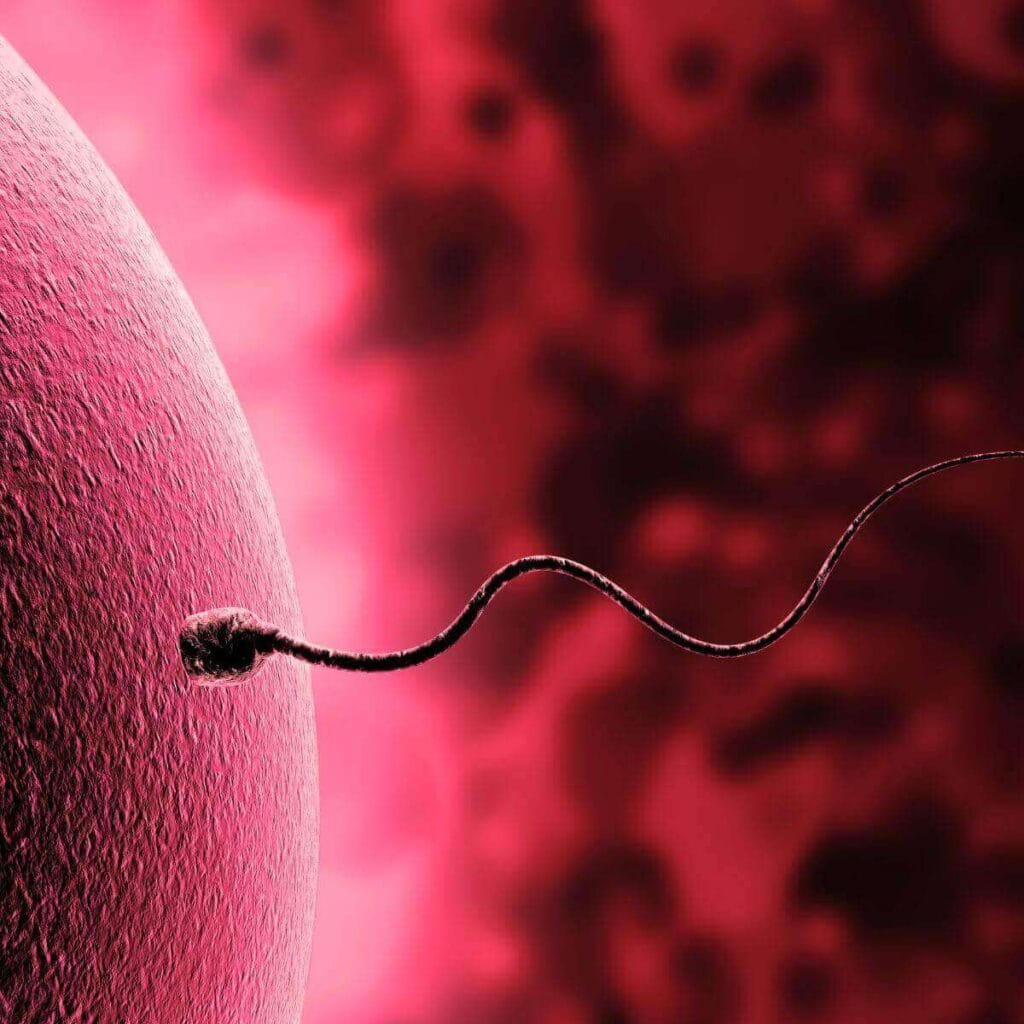 A sperm is swimming towards an egg with an all pink colored background