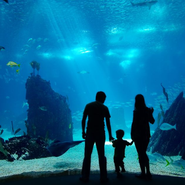 A floor to ceiling glass aquarium is in the background of the picture. In the aquarium is yellow and silver fish and stingrays with a shipwreck on the left hand side. A man and woman are standing in front of it in sillouette with a little boy inbetween them.
