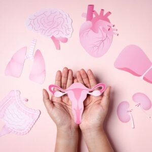 On a pink background is a paper picture of the intestines, lungs, brain, heart and liver. A woman's hands are in the middle of the images with a woman's paper uterus.