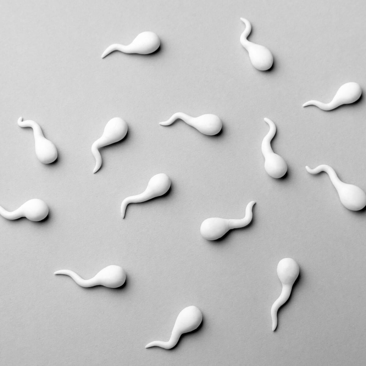 14 little white sperm swimming on a gray background