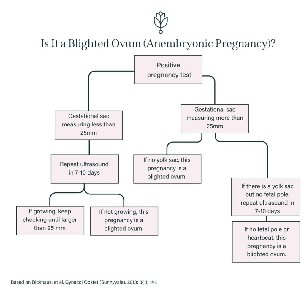 The image is a flowchart titled "Is it a blighted ovum (anembryonic pregnancy)?" At the top, there is a symbol of a leaf or a sprout. The chart starts with a box labeled "Positive pregnancy test," which splits into two pathways depending on the size of the gestational sac. If the gestational sac measures less than 25mm, the chart instructs to "Repeat ultrasound in 7-10 days." From there, two outcomes are presented: If growing, keep checking until larger than 25 mm. If not growing, this pregnancy is a blighted ovum. If the gestational sac measures more than 25mm, the chart splits into two paths depending on the presence of a yolk sac: If no yolk sac, this pregnancy is a blighted ovum. If there is a yolk sac but no fetal pole, repeat ultrasound in 7-10 days. From the second condition, if after the repeat ultrasound there is still no fetal pole or heartbeat, the chart concludes that the pregnancy is a blighted ovum. At the bottom of the image, there is a citation that reads "Based on Bickhaus, et al. Gynecol Obstet (Sunnyvale). 2013; 3(1): 141."