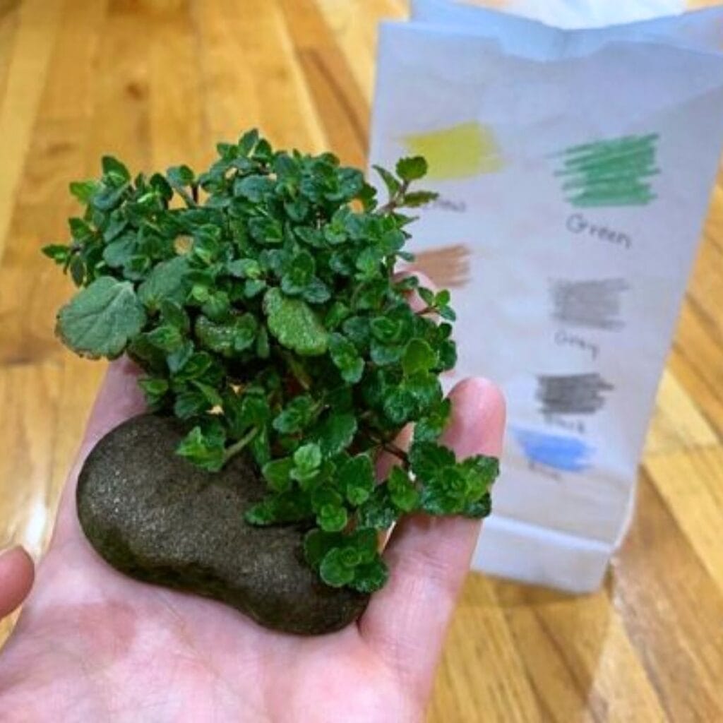 A hand holding a clump of local greenery and a small stone. In the background is a white paper bag with the colors yellow, green, brown, grey, black, and blue colored on with the names of each color underneath.