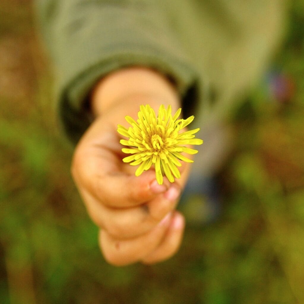 Child's hand reaching out and holding a dandelion. The child mus have been playing in the dirt because their fingers are a little muddy.